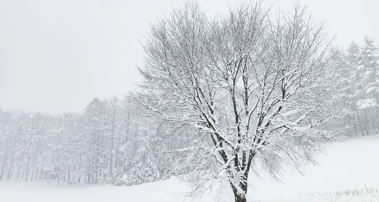 雪国 新潟の冬の写真